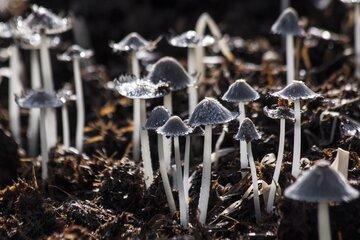 Champignons