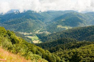 Forêt, près du Ballon d’Alsace en France