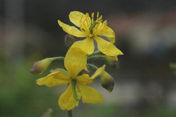 Chelidonium majus_©Frederic Gourgues.jpg (2.88 Mo)