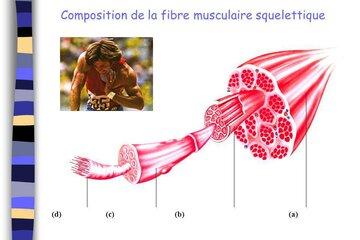 La fibre musculaire .. mais encore ?