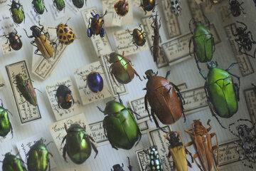Collection de coléoptères