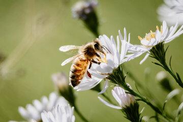 Abeille butinant