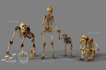 La famille des hominidés