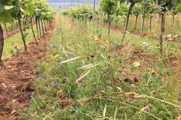 Parcelle de vigne d'un projet de l'association Vitirepere