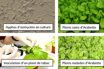 Atelier sur les Oomycètes