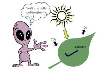 photosynthèse