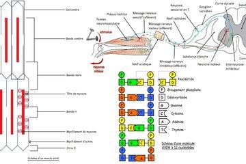 Schéma du muscle, de l'ADN et de l'arc nerveux du réflexe myotatique