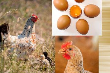 Illustration des recherches de l'unité BOA Photos de poules, poussins et oeufs