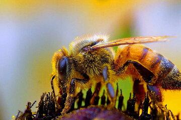 Abeille