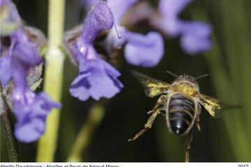 concours_abeille-arnaud massy