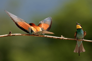 la nature nous parle Michel Huet