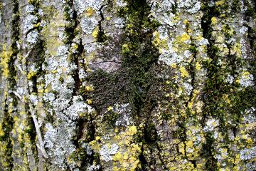 mousses et lichens©MArtin Kopf.JPG (2.61 Mo)