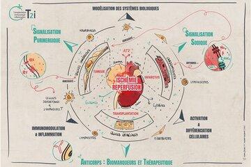 T2i Logo Dessin des organes cibles, comme coeur et reins, et differents types cellulaires et molecules qui permettent la communication cellulaire