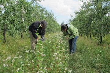 Observation sur plantes de service en verger de pommier