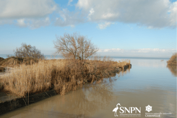 Image Camargue