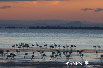 Image Camargue
