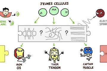 structures des fils