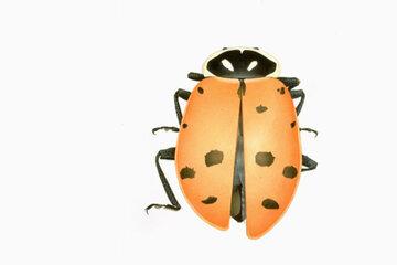 Cornelia Hesse-Honegger Ladybird beetle from Richland near Hanford, 1998 Courtesy de l'artiste Dessin d'une coccinelle ayant subi une mutation génétique suite aux résidus radioactifs laissés à Tchernobyl