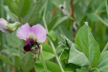 insecte sur une fleur