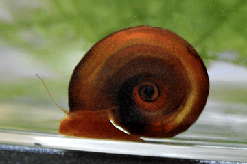 mollusque Biomphalaria glabrata mollusque Biomphalaria glabrata