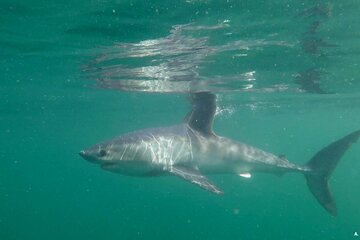 Photo d'un requin taupe