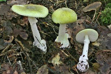 Amanita phalloïdes