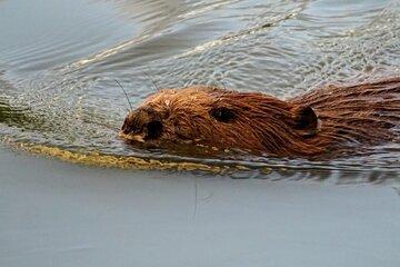 castor dans l'eau