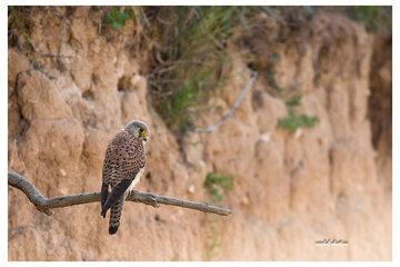 Faucon crécerelle perché sur une falaise. 
