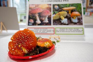 Exposition de champignons