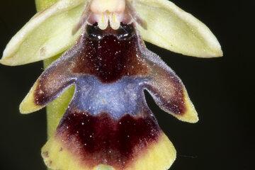 Fleur mimétique d'Ophrys aymoninii
