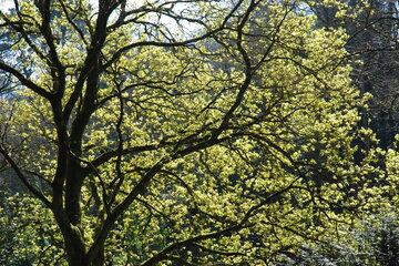 Arbre Quercus robur 