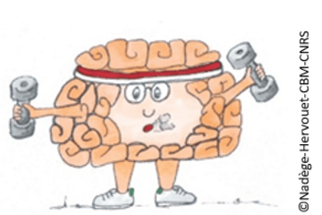 Lien entre cerveau et sport