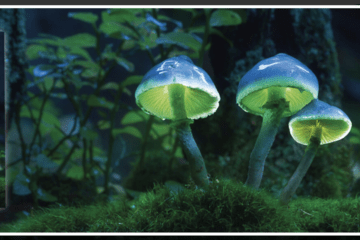 couverture du livre la Forêt hyperconnectée