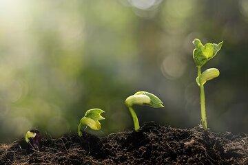 plante