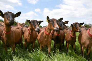 Chèvres alpines au pâturage