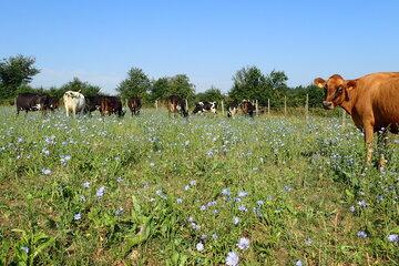 Vaches latières au pâturage