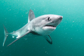Requin taupe