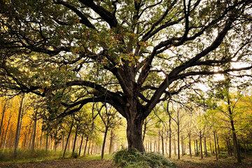 Bel arbre vénérable