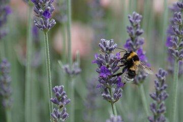 Il y a du mouvement chez les insectes pollinisateurs !