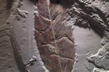 Les sciences de la Terre appliquées aux roches et fossiles du Puy et de ses environs