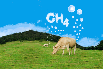 Vaches broutant de l'herbe, présente dans leurs milieux naturels, tout en produisant du méthane.