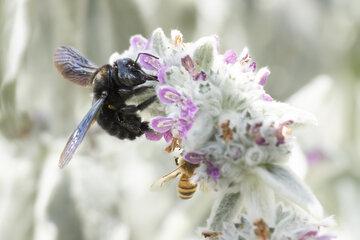 abeille charpentière