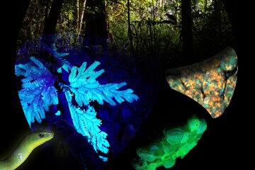 Affiche expo FluOREST