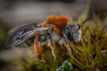 Photo d'abeille