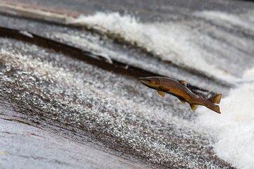 Le Saumon en mouvement !