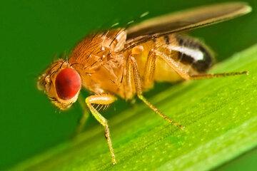 La Drosophile, un passe-partout pour la recherche génétique