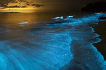 Bioluminescence d'algues Dinoflagellées