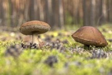 Champignons