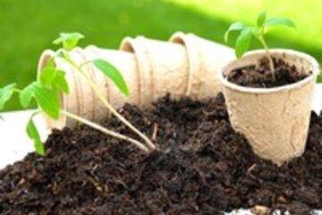 Rempotage de plantes