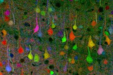 Brainbow Brainbow